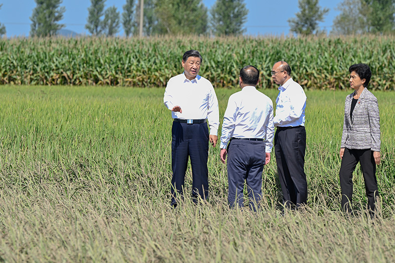 9月6日至8日，中共中央总书记、国家主席、中央军委主席习近平在黑龙江考察。这是7日上午，习近平在遭受洪涝灾害的哈尔滨尚志市老街基乡龙王庙村，观察水稻受灾情况。